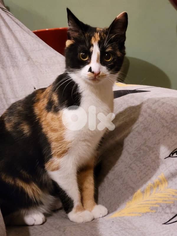 cats for free dbayeh 3