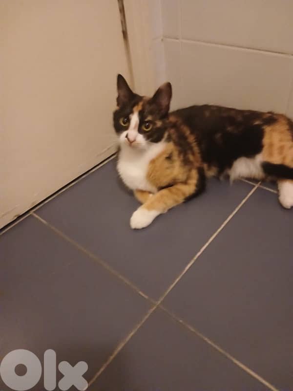 cats for free dbayeh 4