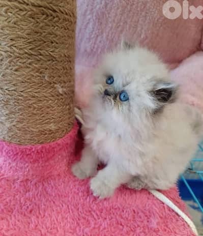 81102512 for WhatsApp ل وتسب