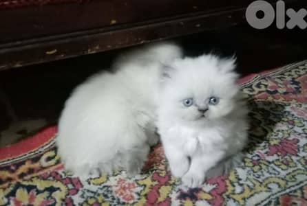 81102512 for WhatsApp