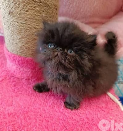 81102512 for WhatsApp