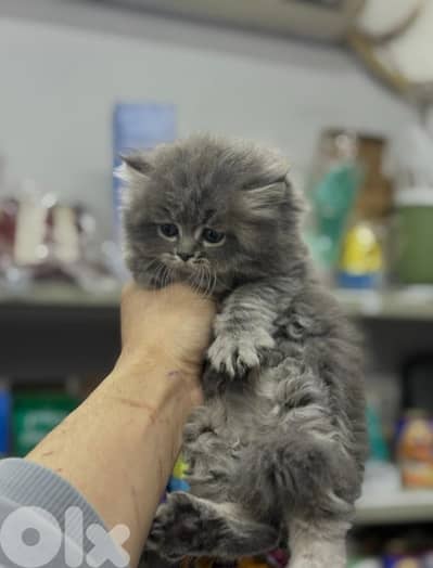 81102512 for WhatsApp