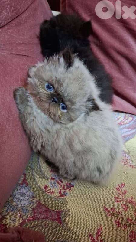 81102512 for WhatsApp 1