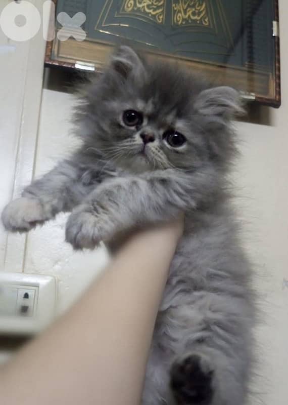 81102512 for WhatsApp 2