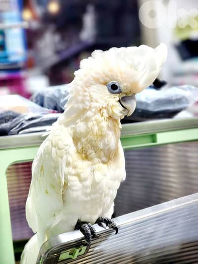 Cockatoo gofin parrot