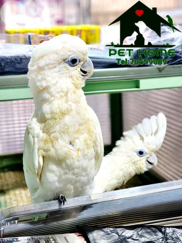 Cockatoo gofin parrot 1