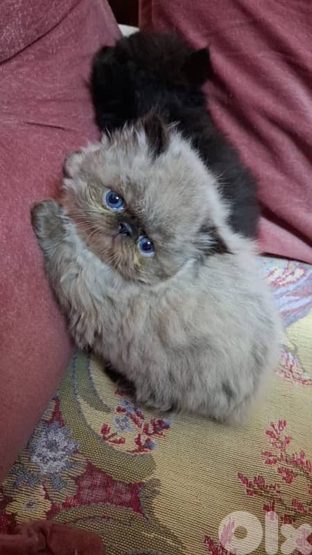 81102512 for WhatsApp 1