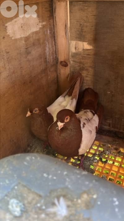 حمام للبيع