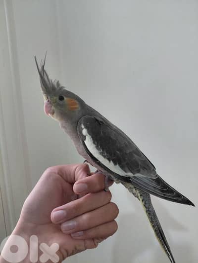 Grey cockatiel suppperrr tamed