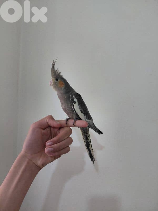 Grey cockatiel suppperrr tamed 1