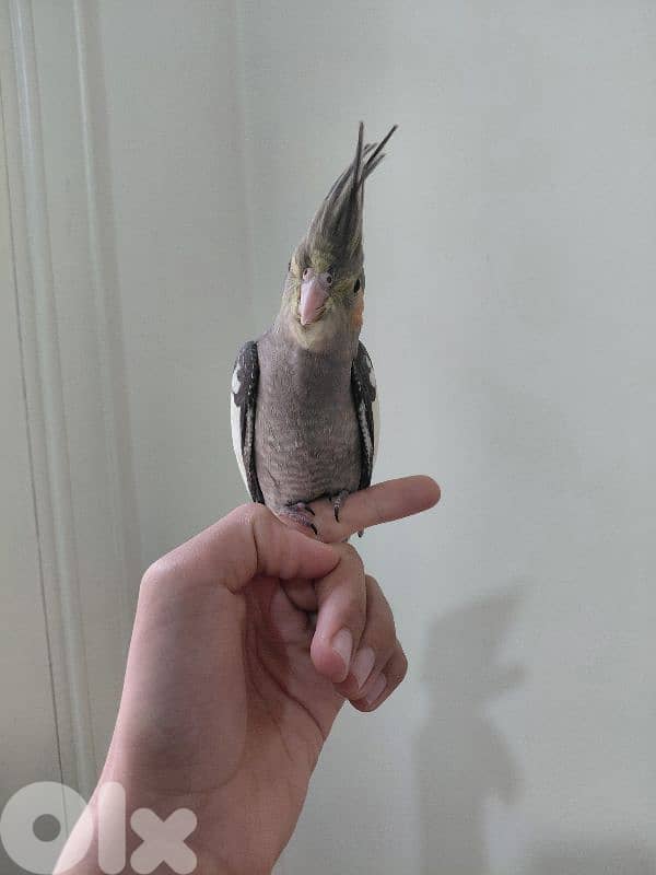 Grey cockatiel suppperrr tamed 2