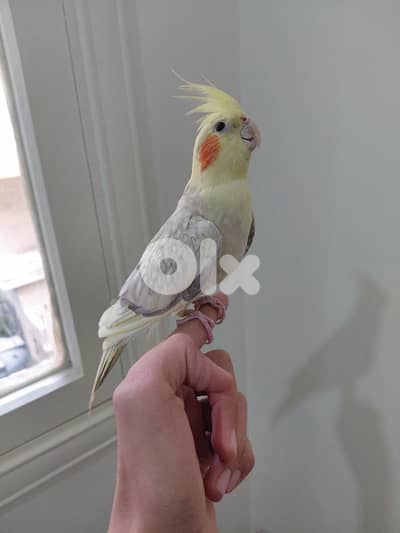 دكر كروان طفرة سوبرر ترويض