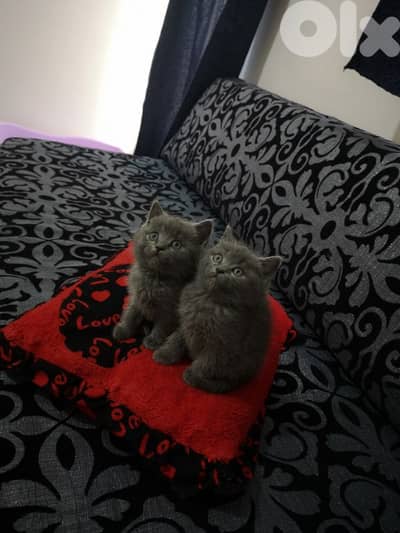 عرمون-عالية