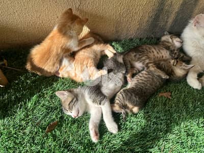 Kittens to adopt
