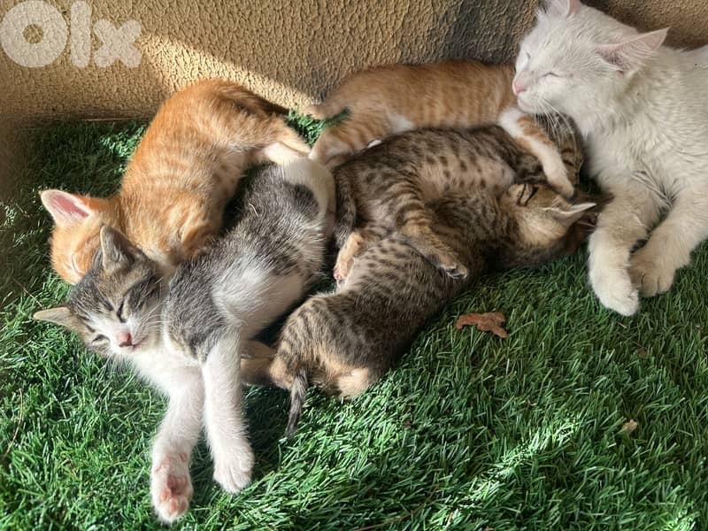 Kittens to adopt 2