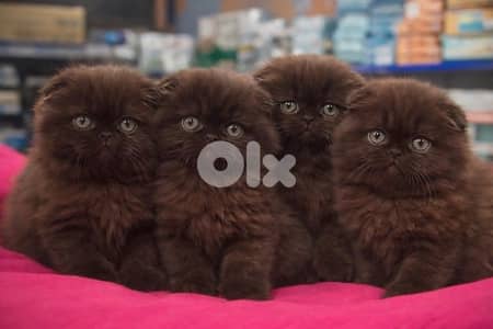 scottish british brown whtsp 70485808