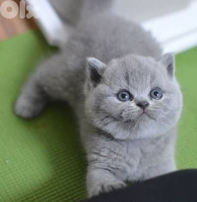 british whtsp 70485808