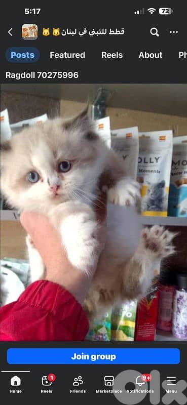 ragdoll kitten