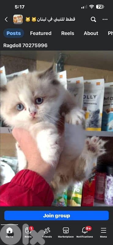 ragdoll kitten