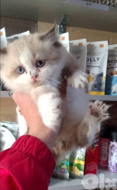 ragdoll kitten