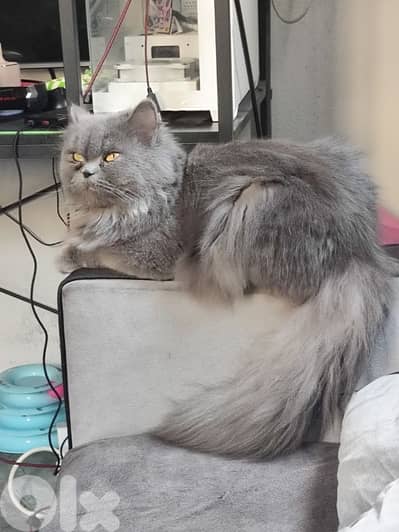 انثى بريتش لونج هير للزواج