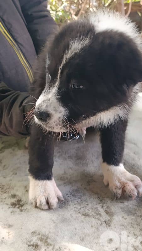 alabai giant size 10