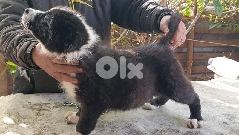 alabai giant size 11