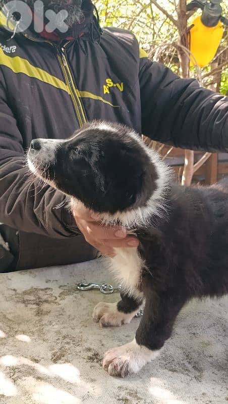 alabai giant size 12