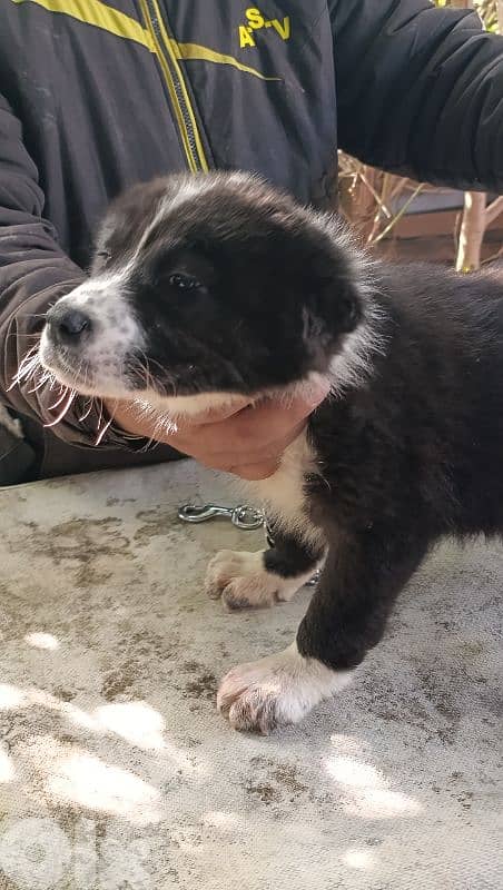 alabai giant size 13