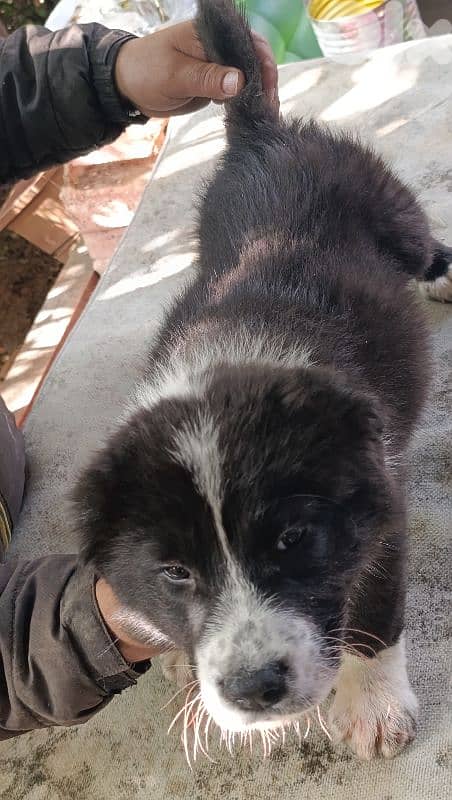 alabai giant size 14