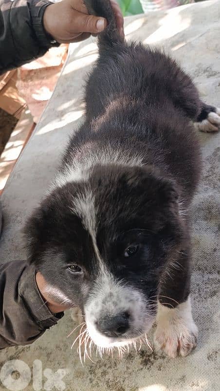 alabai giant size 15