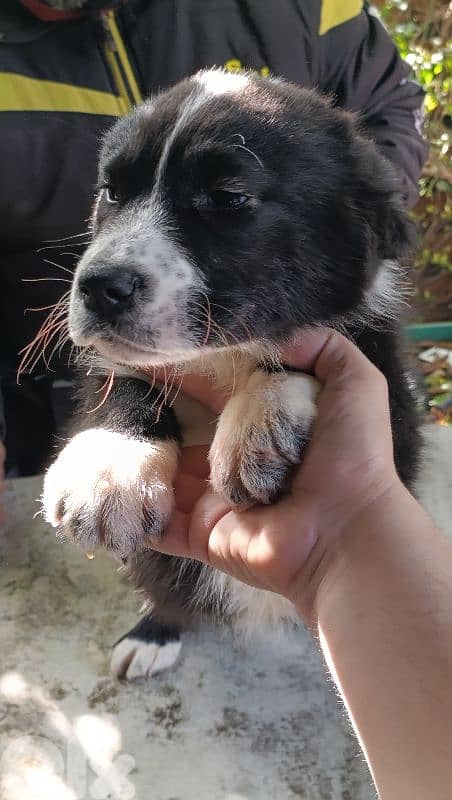 alabai giant size 16