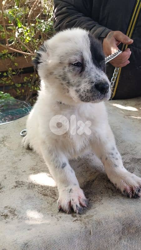 alabai giant size 10