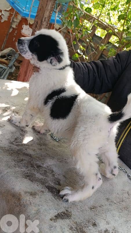 alabai giant size 11