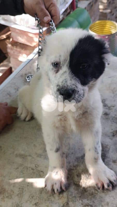 alabai giant size 12