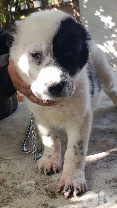 alabai giant size 13