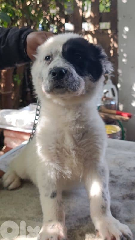 alabai giant size 14