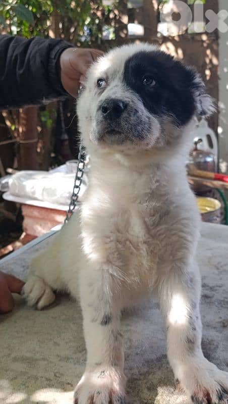 alabai giant size 15