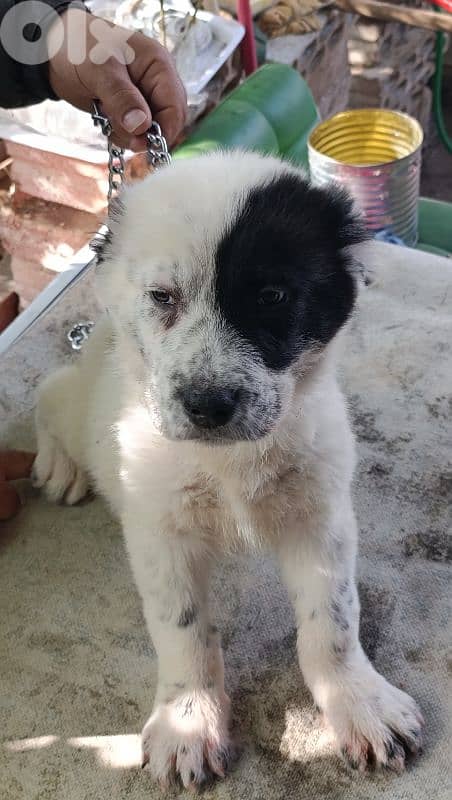 alabai giant size 16