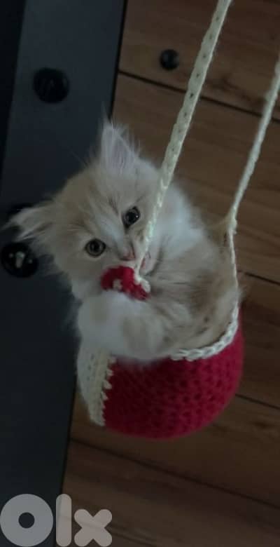 كيتن شيرازي ميكس منفوخ وكيوت للبيع