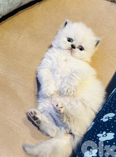 himalayan picky face