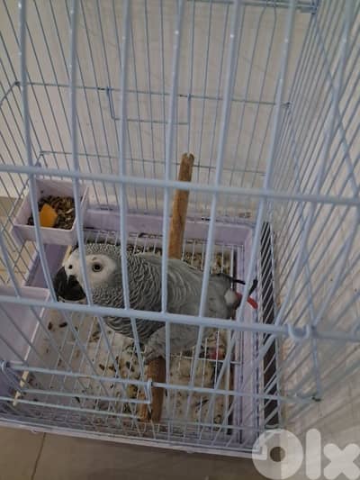 ببغاء كاسكو