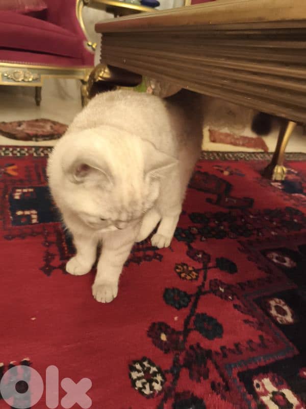 british silver chinchilla 1