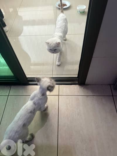 lal tabane 3omro 3 snin mano mokse