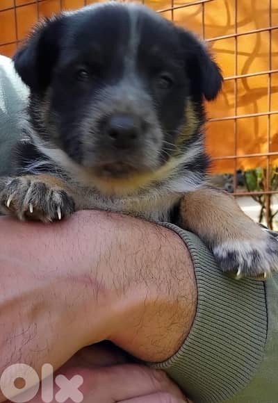 انثى جيرمن مالينوا شيبرد