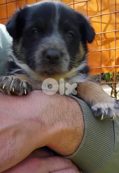 انثى جيرمن مالينوا شيبرد