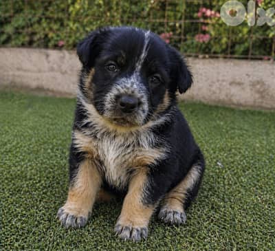 انثى جيرمن مالينوا شيبرد