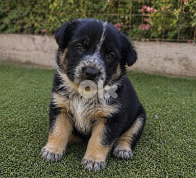 انثى جيرمن مالينوا شيبرد