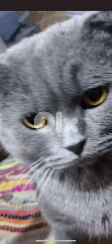 18 months neutered 1