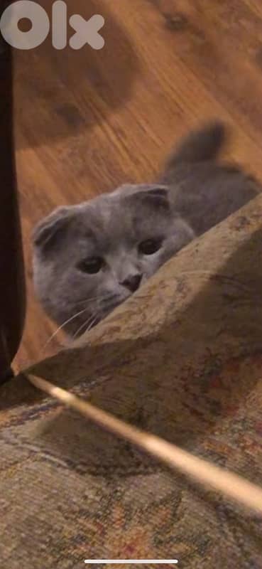 18 months neutered 2